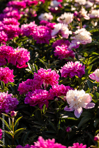 Beautiful pink peonies in the garden. Field of Paeonia  lactiflora Sarah Bernhardt.    