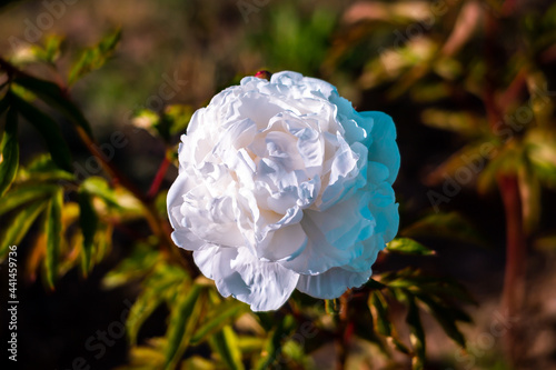 Canvas Print Beautiful white peonies in the garden
