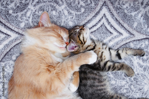 A small gray kitten and an adult cat are sleeping close up lying on the bed.