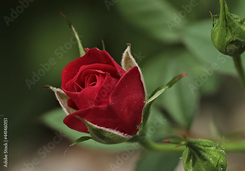 Canvas Print single red rose