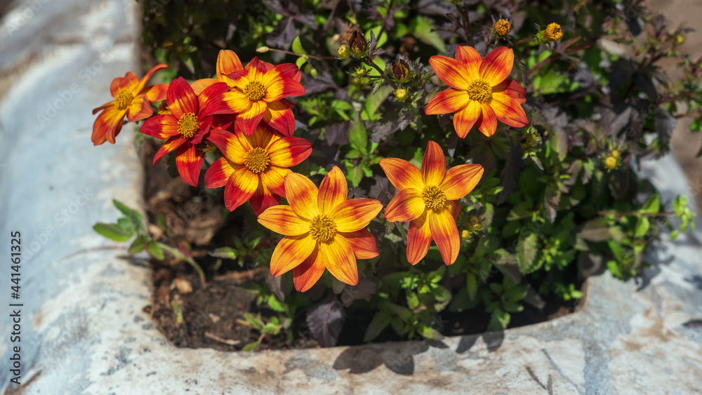Naklejka premium Bright orange Bidens flowers in the garden, background.