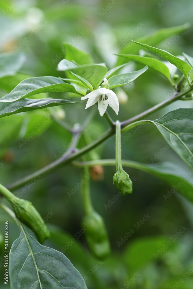 Sweet green pepper cultivation. Sweet green pepper is Solanaceae's non-spicy pepper and is a nutritious vegetable called Shishito green pepper in Japan.