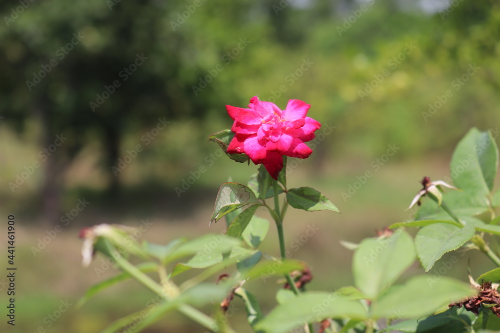 Pink rose in the green garden.
