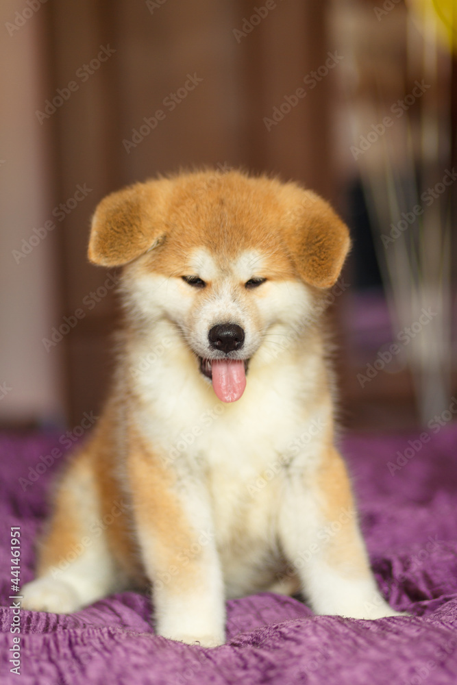 Handsome akita inu puppy. Little fluffy gingerbread