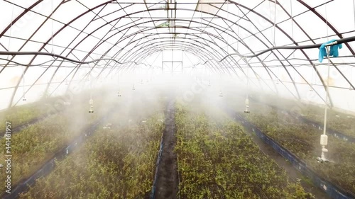 Water sprinkers watering blueberries plants inside a greenhouse. Blueberry cultivation technology. Automatic watering system. photo