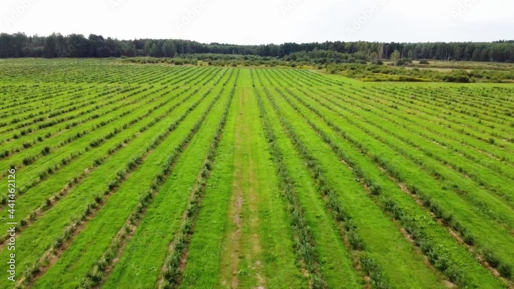Aerial view of blueberry farm plantation, 4k. Unripe blueberries grow on bushes against a bright summer sky. Summer harvest time. Aerial view of blueberry farm plantation, 4k. Unripe blueberries grow on bushes against a bright summer sky. Summer harvest time.