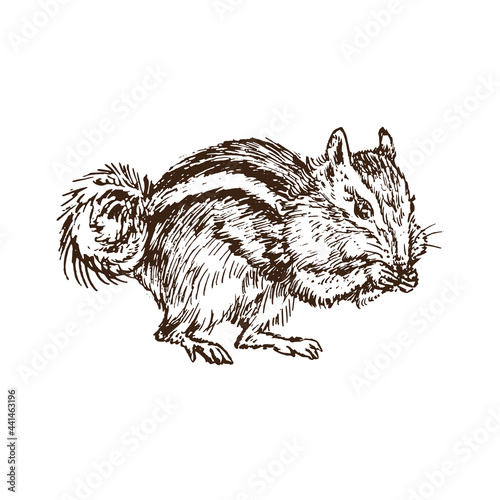 The least chipmunk (Neotamias minimus), woodcutstyle ink drawing illustration photo