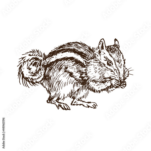 The least chipmunk (Neotamias minimus), woodcutstyle ink drawing illustration