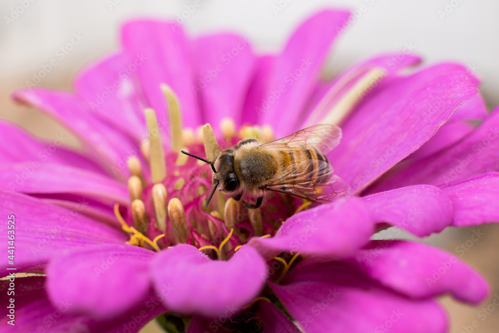 Bee on pink purple flower Bee on pink purple flower