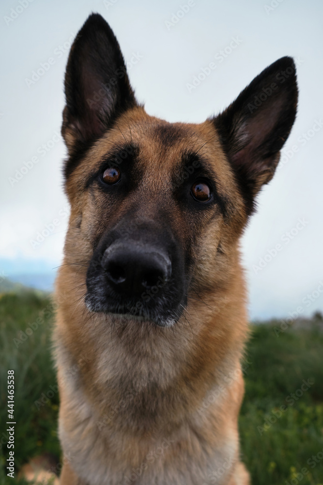 Dog is traveler in mountains against background of thick fog before thunderstorm. Portrait of German shepherd on wide angle lens and funny distortion of muzzle. Dog is traveler in mountains against background of thick fog before thunderstorm. Portrait of German shepherd on wide angle lens and funny distortion of muzzle.