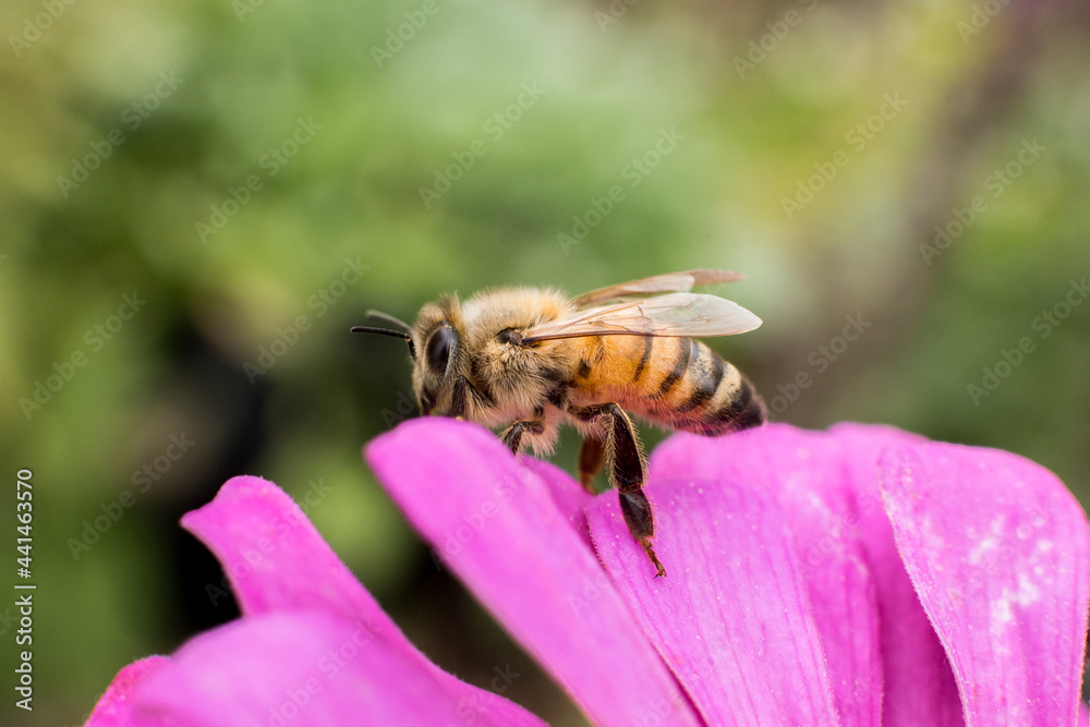 Bee on pink purple flower Bee on pink purple flower