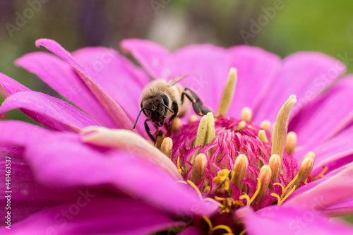 Bee on pink purple flower