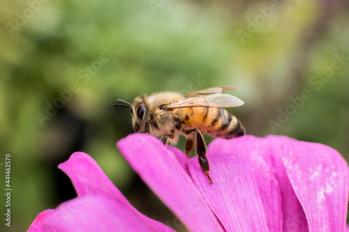 Bee on pink purple flower
