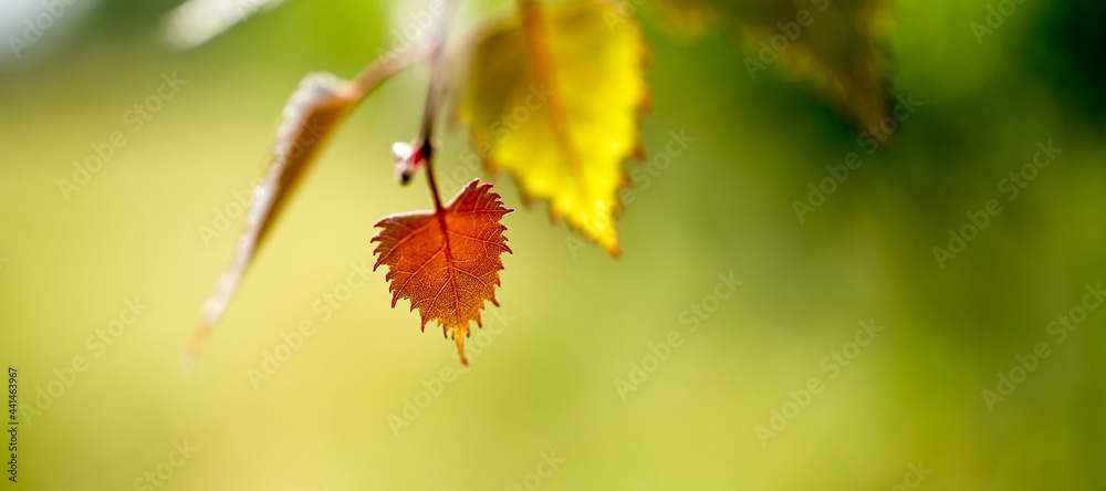 kolorowe liście z krzewu winogrona - obrazy, fototapety, plakaty 