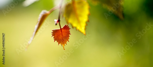 kolorowe liście z krzewu winogrona