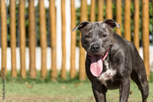 Pit bull dog playing in the park. The pitbull takes advantage of the sunny day to have fun. Dog place with green grass  and fence with wooden stakes. Toys like a ramp for him to exercise.