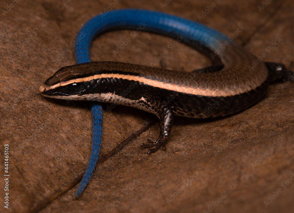 FAUNA E FLORA DO RN: Lagarto-de-cauda-azul Micrablepharus maximiliani  (REINHARDT & LÜTKEN, 1862) ; Fauna do Rio Grande do Norte.