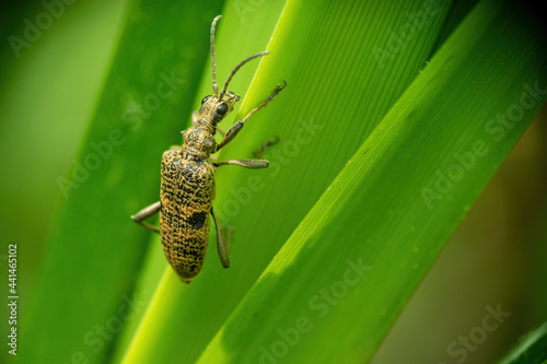 Tableau sur toile Blackspotted longhorn beetle aka Rhagium mordax on leaf.