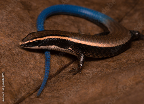 Micrablepharus maximiliani - Lagarto de cauda azul photo