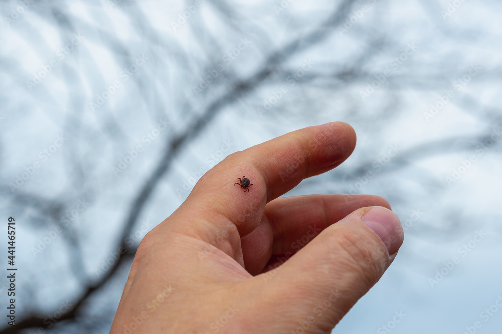A dangerous little tick on the arm. A dangerous little tick on the arm.