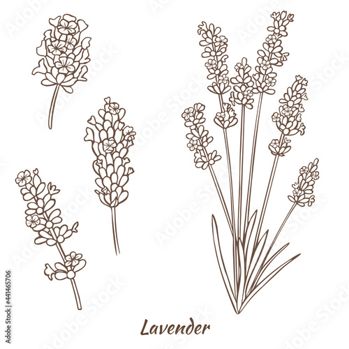 Lavender Plant and Flowers in Hand Drawn Style