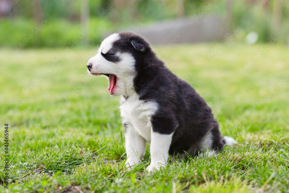 Cute siberian husky puppy with blue eyes sitting in green grass on a summer day