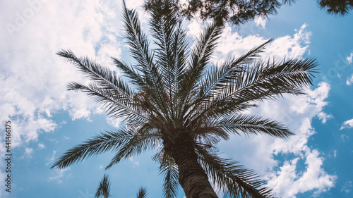 palm trees against blue sky