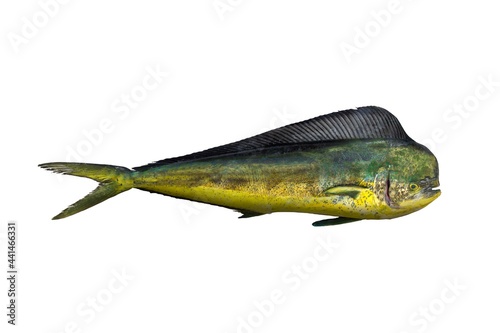 Mahi Mahi Isolated in White Background (Dorado) photo