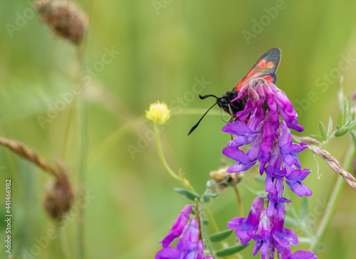 a six spot burnet moth (Zygaena filipendulae) feeding on a beautiful tufted vetch (Vicia cracca) also known as cat-peas, cow-vetch, fingers-and-thumbs and bird-vetch