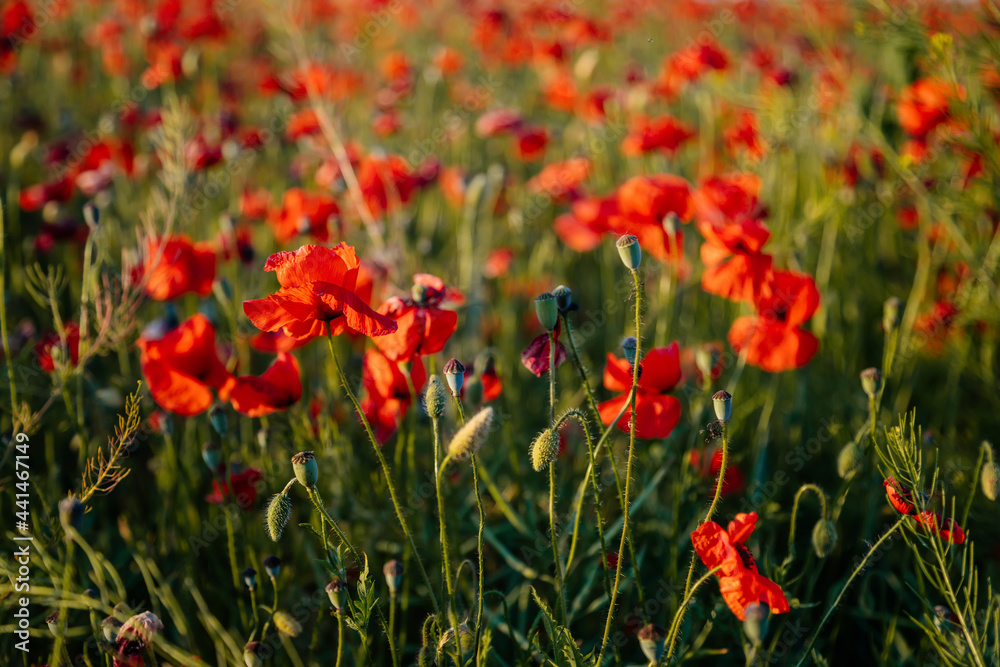 Beautiful flowers red poppies blossom, wild field at sunset, selective focus, soft light, light of setting sun, Close-up of scarlet vivid poppy on green fleecy stems, sunny summer day Czech Republic