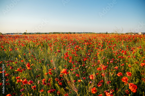 Beautiful flowers red poppies blossom  wild field at sunset  selective focus  soft light  light of setting sun  Close-up of scarlet vivid poppy on green fleecy stems  sunny summer day Czech Republic