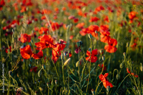 Beautiful flowers red poppies blossom  wild field at sunset  selective focus  soft light  light of setting sun  Close-up of scarlet vivid poppy on green fleecy stems  sunny summer day Czech Republic