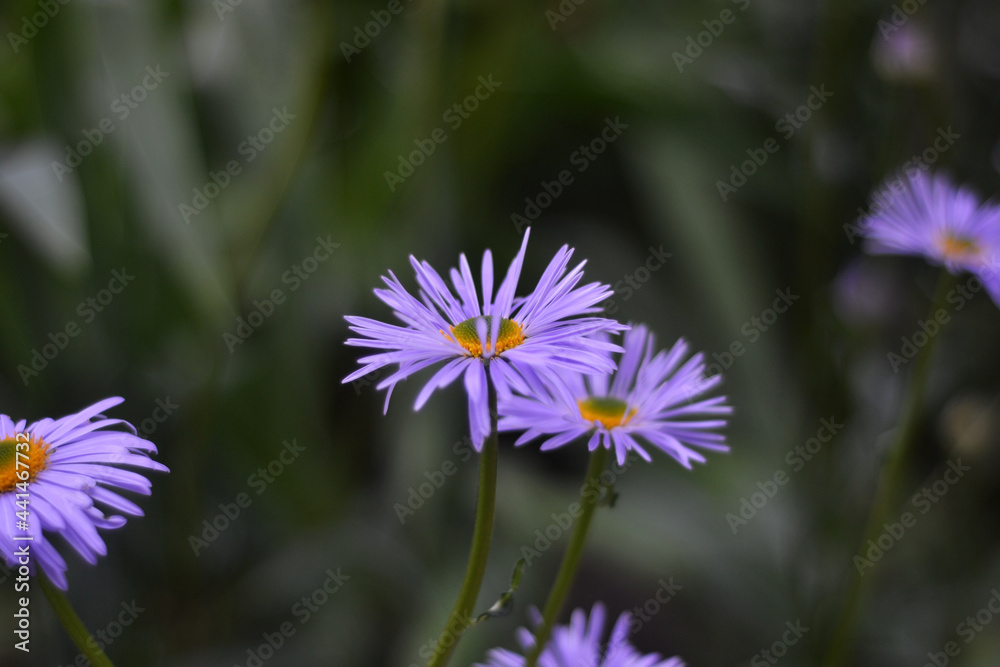purple flowers. macro photography of nature purple flowers. macro photography of nature