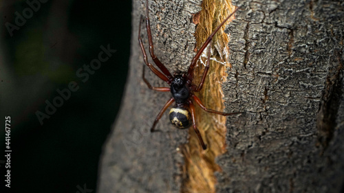 Spider in the wood