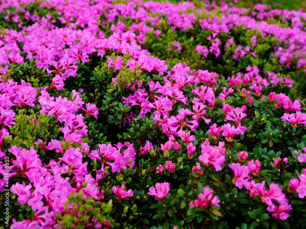 Flowery mountain slopes in Carpathians. Blooming pink rhododendron flowers on the hills, Parang mountains, Romania, Europe
