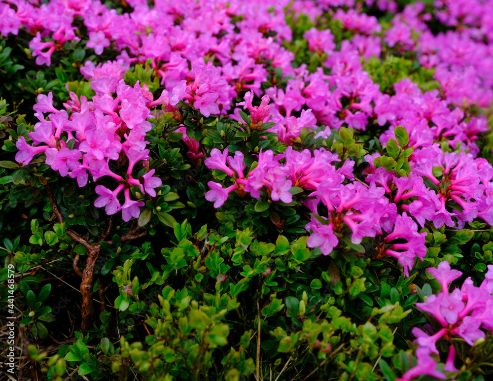 Flowery mountain slopes in Carpathians. Blooming pink rhododendron flowers on the hills, Parang mountains, Romania, Europe
