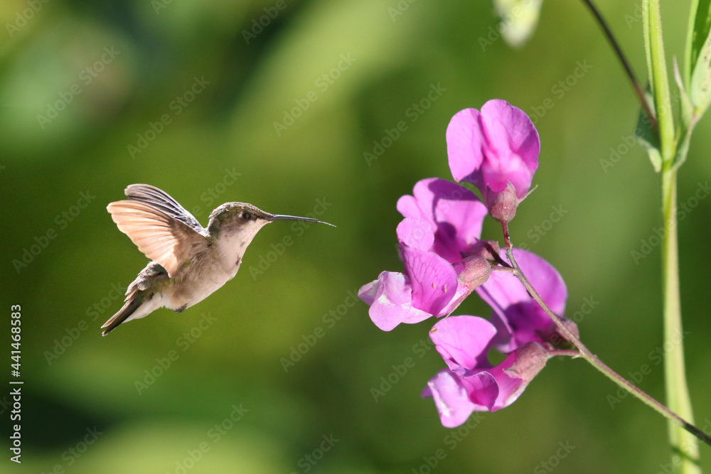 Fototapeta premium Female Hummingbird approaching plox wildflower for nectar in marsh on summer evening
