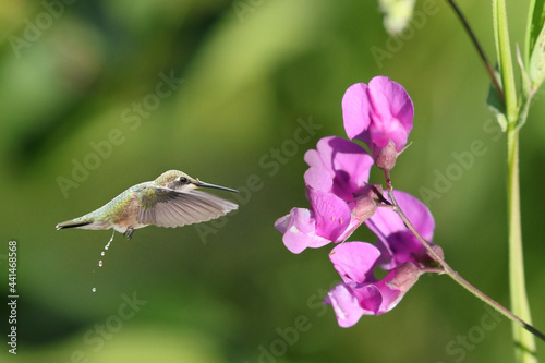 Female Hummingbird approaching plox wildflower for nectar in marsh on summer evening