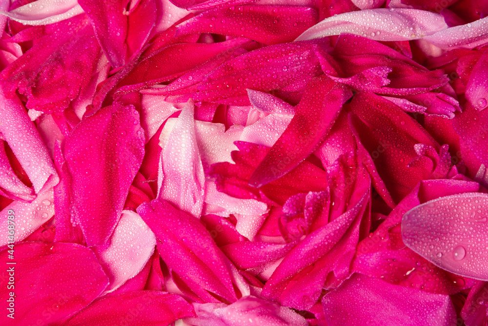 Petals of red flowers. Petals of red flowers.