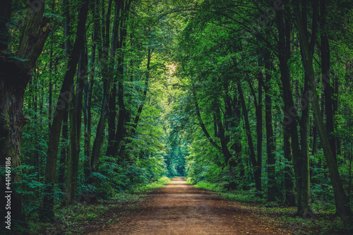 Path through green forest © lukszczepanski