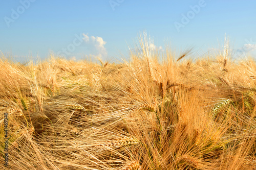 Yellow ripe wheat against the blue sky. Harvesting.