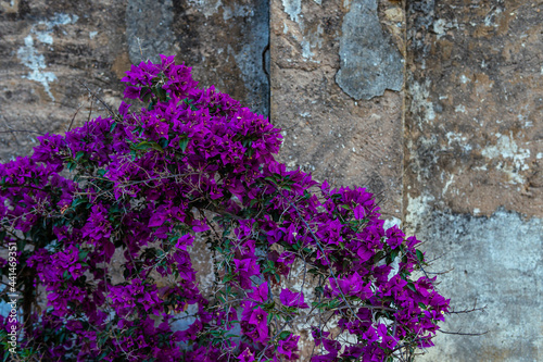 Closeup shot of blooming purple flowers in front of an old wall