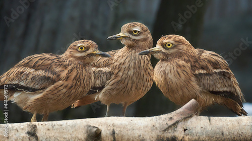 Funny group of three stone-curlews. Burhinus oedicnemus. Eurasian stone-curlew also called Eurasian thick-knee. Closeup on the tree branch.   photo