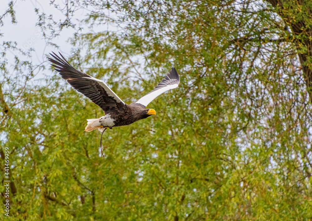 Stellers Sea Eagle bird of prey Stellers Sea Eagle bird of prey