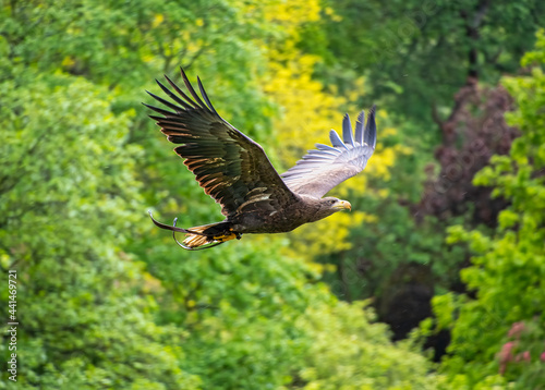 Goldern Eagle bird of prey