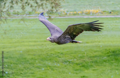 Goldern Eagle bird of prey