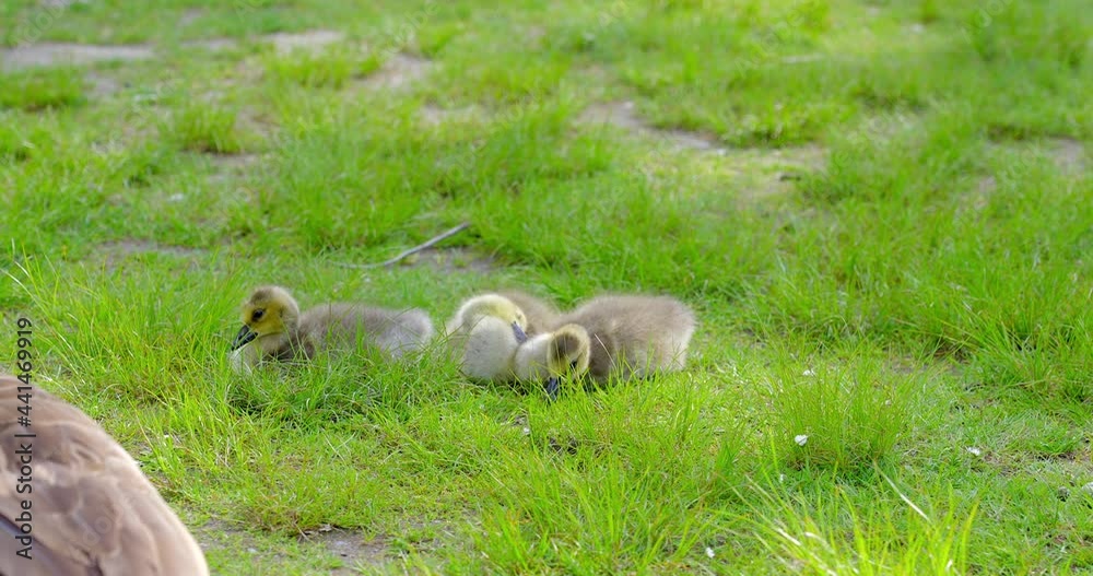 Family of canada goose. Blurred background. Wildlife care concept. Daytime. Still camera view. RroRes 422 HQ. Family of canada goose. Blurred background. Wildlife care concept. Daytime. Still camera view. RroRes 422 HQ.