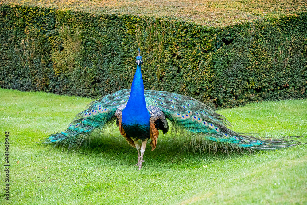 Obraz premium Peacock bird walking on some grass