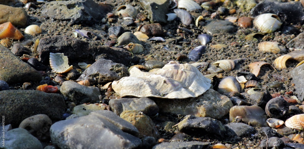 Empty shell from a pacific oyster laying in the sand at low tide in The Wadden Sea National Park, Denmark Empty shell from a pacific oyster laying in the sand at low tide in The Wadden Sea National Park, Denmark