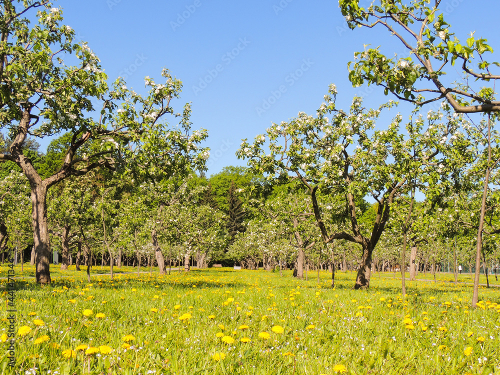 A green lawn with dandelions. Apple trees are blooming against the blue sky